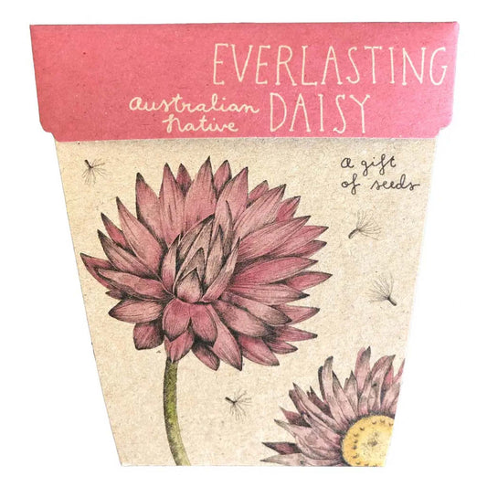 SOW N SOW Everlasting Daisy